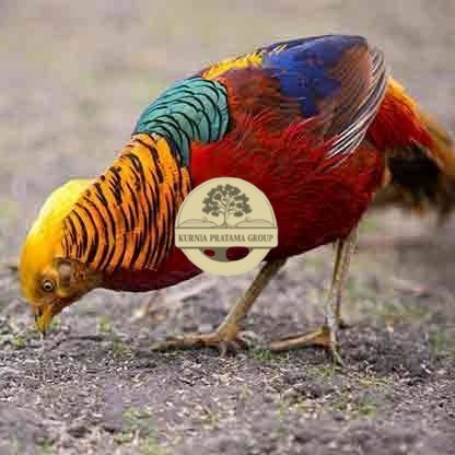 

telur ayam golden pheasant hias fertil siap ditetaskan - golden pheasant KURNIA PRATAMA GROUP