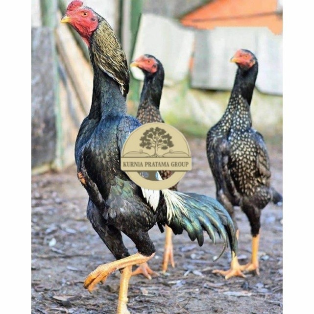 

Telur ayam shamo jepang bangkok aduan fertil asli siap ditetaskan - ayam-shamo KURNIA PRATAMA GROUP