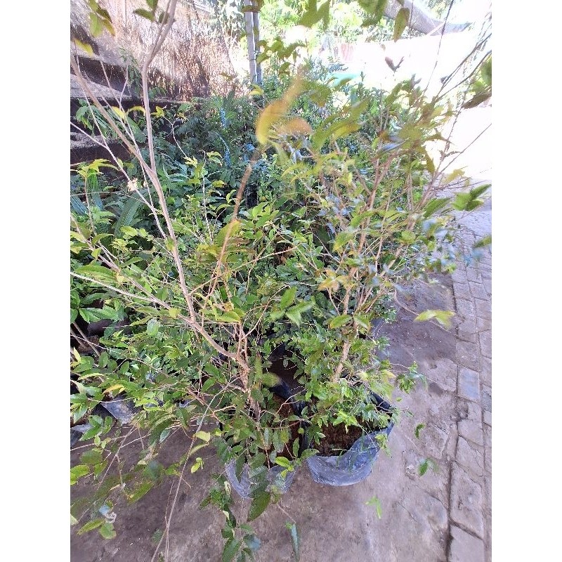 JAMIN MURAH Bibit Anggur Pohon // Anggur Brazil Indukan Sudah Berbuah/Berbunga Full Media(BISA LANGS