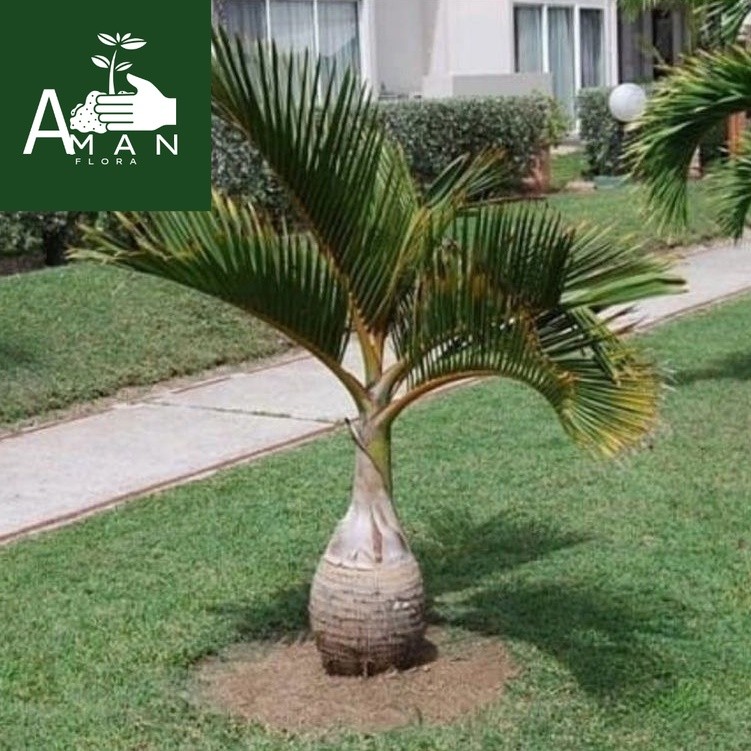 ` ( BISA COD ) PROMO Tanaman Hias Palem Botol 1'Meter / Tanaman Hidup Pohon Palm Botle / Tanaman Pal