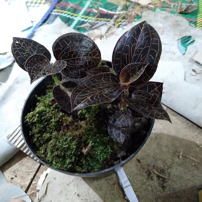 

Ready stok orcid merah 2pcs tambah pot.