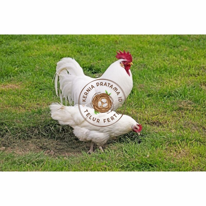 

Telur ayam hias leghorn white fertil asli siap ditetaskan - ayam-leghorn KURNIA PRATAMA ID
