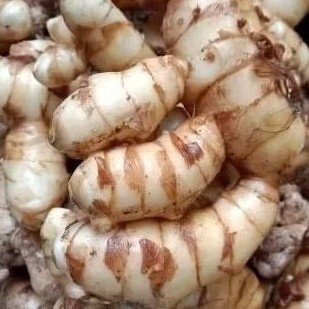 

kunyit putih segar dan fres 1000 gram curcuma zedora, temu putih pilihan asli...