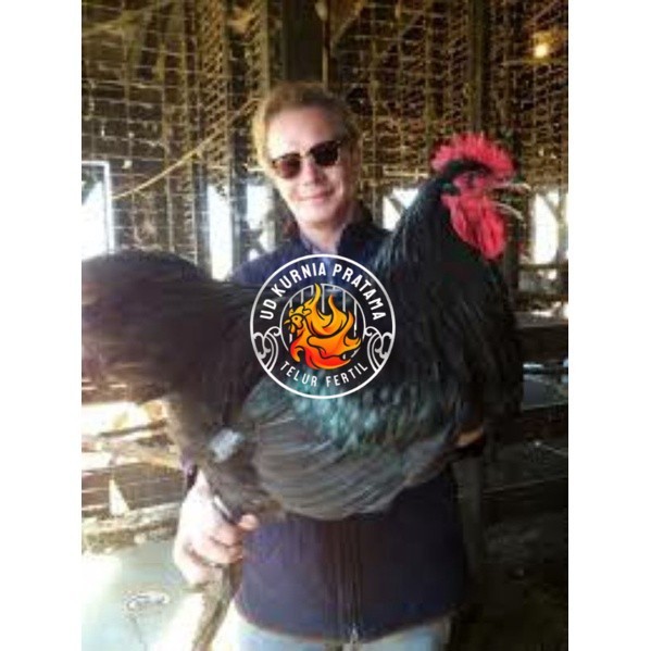 

TELUR AYAM LARMOD SUPER JUMBO RAKSASA UNTUK DI TETASKAN UD KURNIA PRATAMA