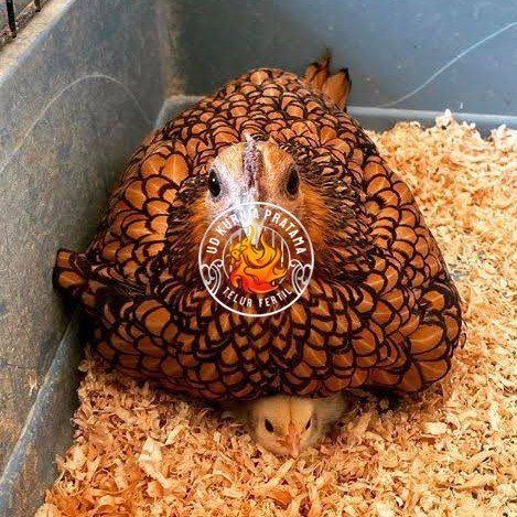 

Telur ayam serama kate batik kanada telur ayam hias fertil siap cod UD KURNIA PRATAMA