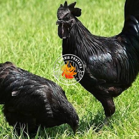 

Telur ayam hias cemani lidah hitam fertil asli siap ditetaskan - ayam cemani UD KURNIA PRATAMA