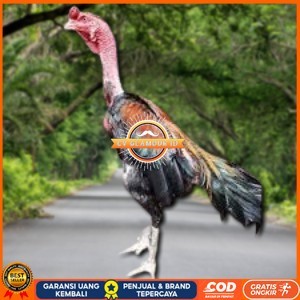 

telur ayam saigon original bisa untuk di tetaskan CV GLAMOUR ID