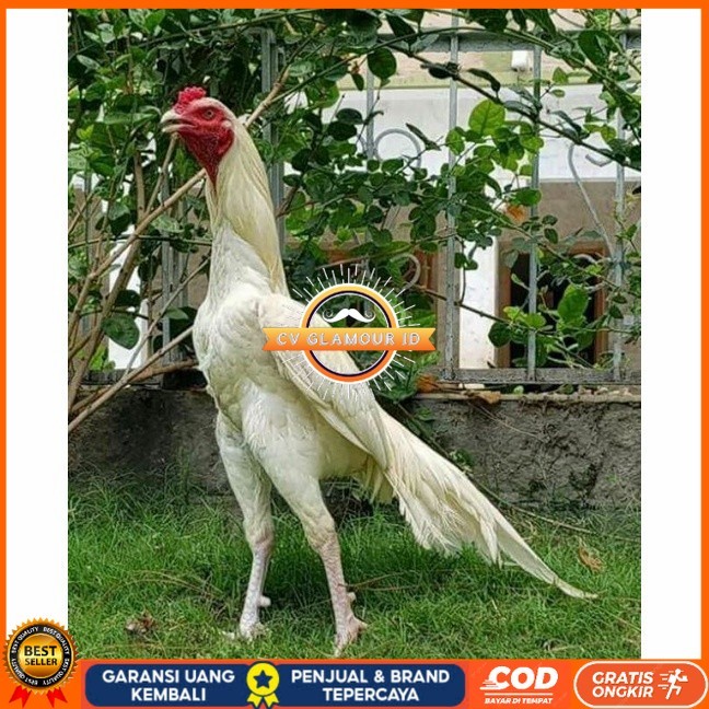 

Telur ayam hias putih nasional bangkok putih fertil siap tetas - ayam nasional CV GLAMOUR ID