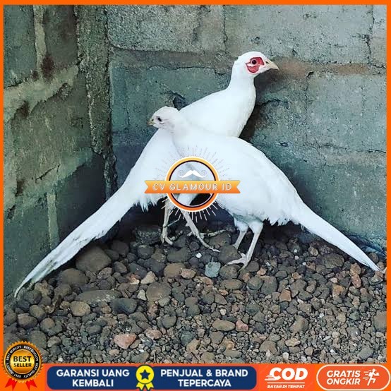 

Telur ayam hias ringneck white pheasant fertil asli CV GLAMOUR ID