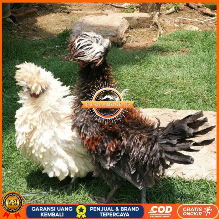

Telur ayam poland / telur ayam hias / telur fertil siap tetas CV GLAMOUR ID