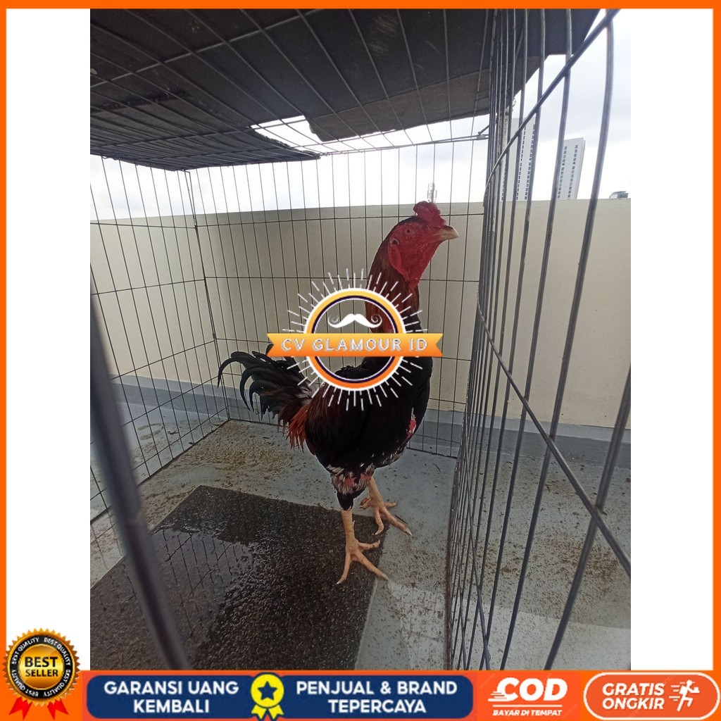 

Telur ayam bangkok shamo taiwan / ayam petarung aduan bisa ditetaskan CV GLAMOUR ID