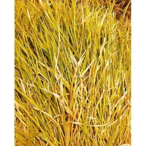 

Ready stok New Promo Jerami Padi Kering untuk alas sarang dekorasi dll COD