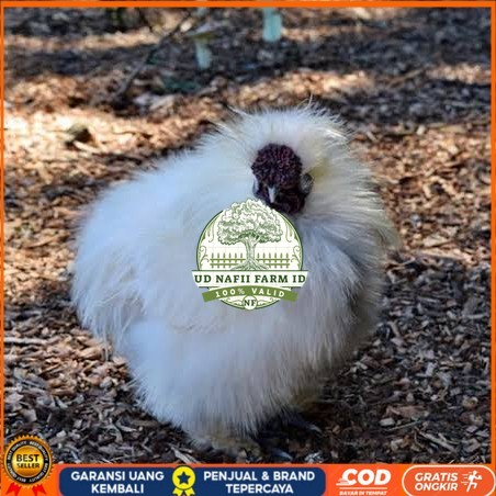

Telur ayam kapas / telur ayam hias / telur fertil siap cod UD NAFII FARM ID