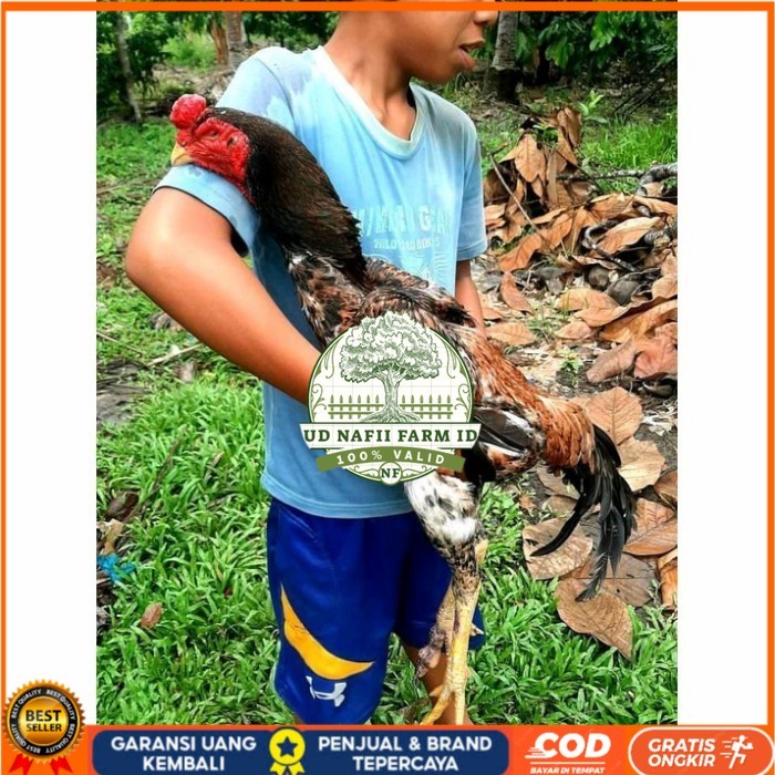 

Telur ayam bangkok shamo jepang / ayam petarung aduan bisa ditetaskan UD NAFII FARM ID