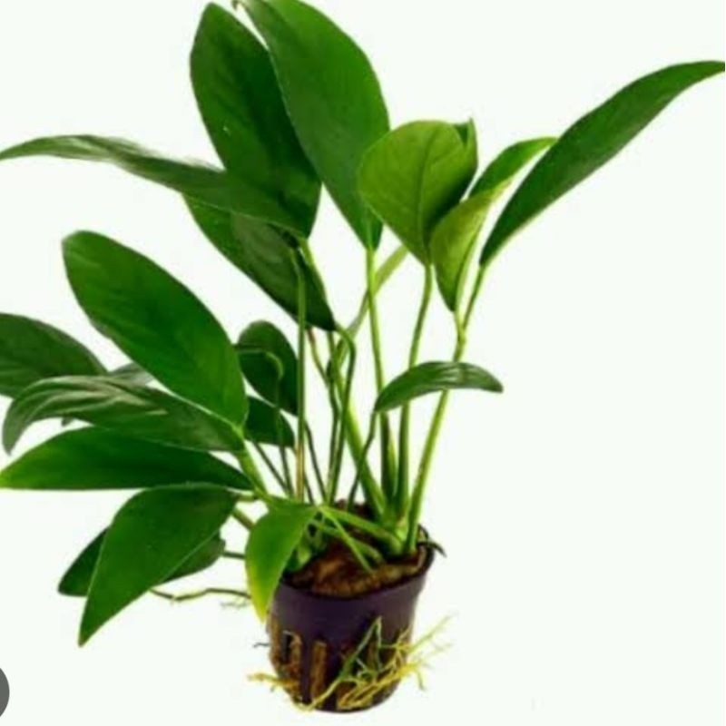 Tanaman Aquascape Anubias Sp