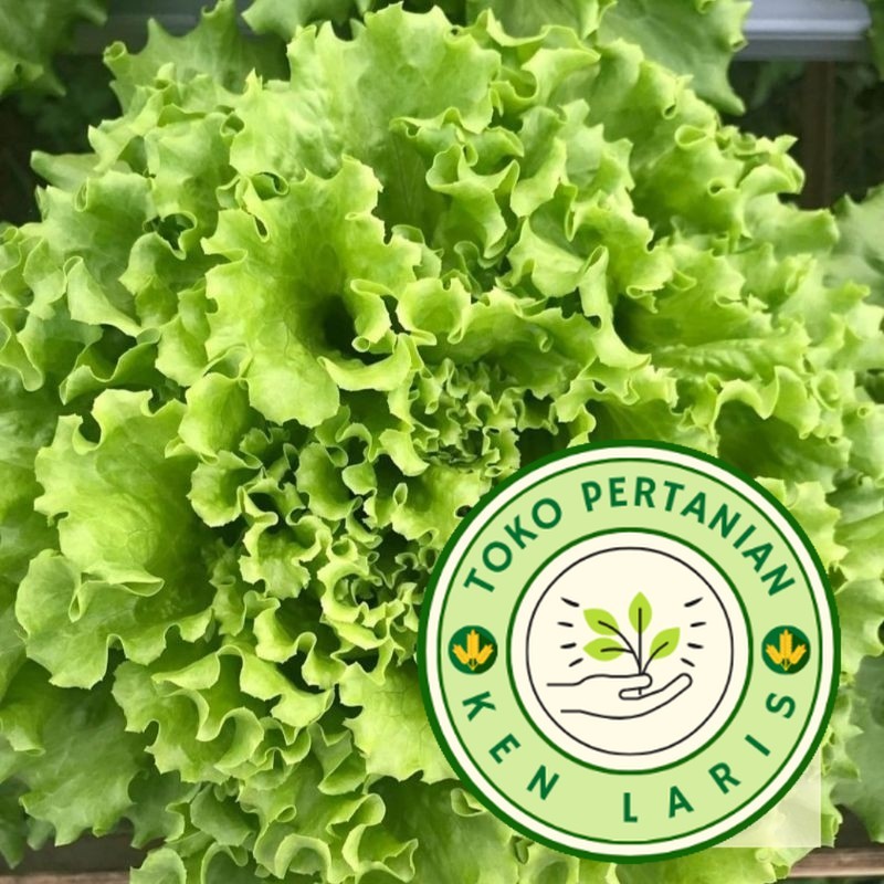 READY BIBIT SELADA BOKOR  500 BENIH (B.B.19)