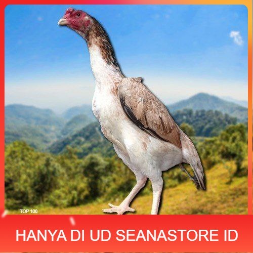 

telur fertil ayam shamo berkualitas super UD SEANASTORE ID