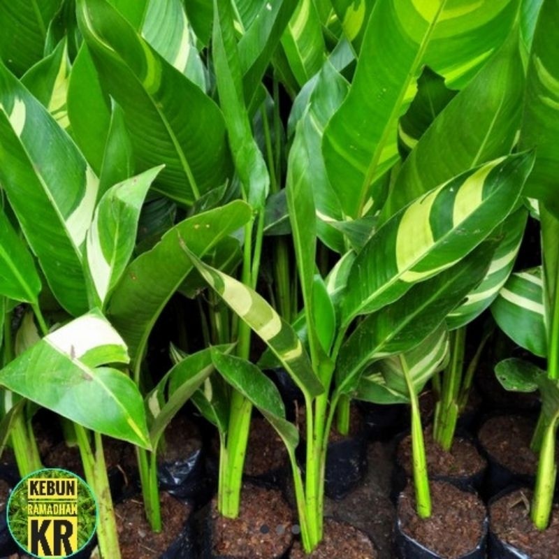 Tanaman Hias Pisang Heliconia VarigataPisang Hias Heliconia Berbunga