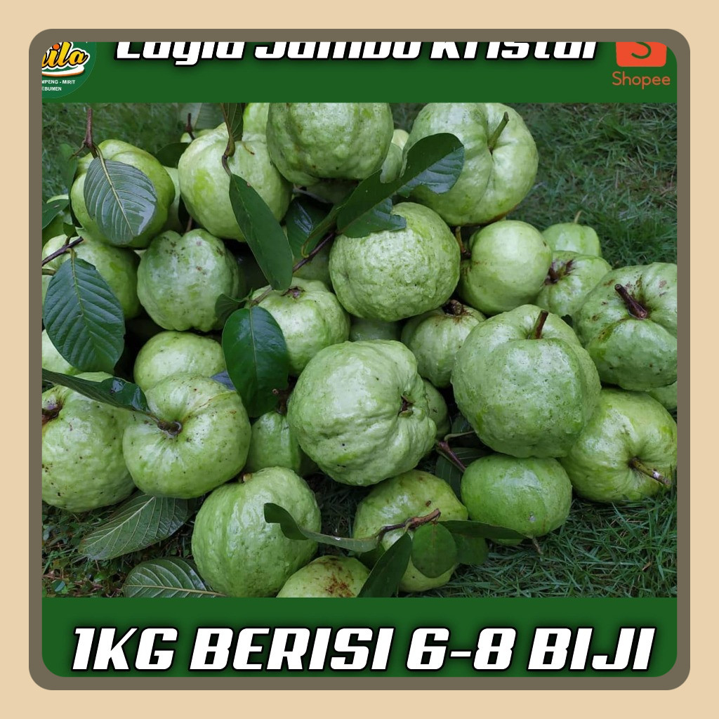 

Jambu kristal KEBUMEN 1KG ISI 6-8 BIJI Jamkris Kebumen non biji tanpa biji manis segar fresh