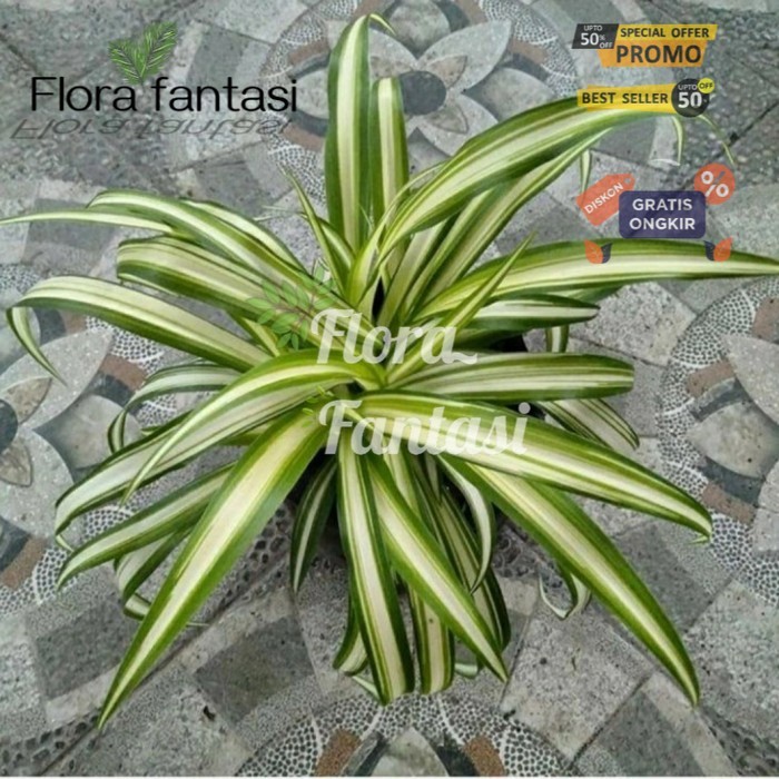 Tanaman hias Lily spider plant - hawaii lili paris (Tanaman hias hidup indoor murah besar dan rimbun