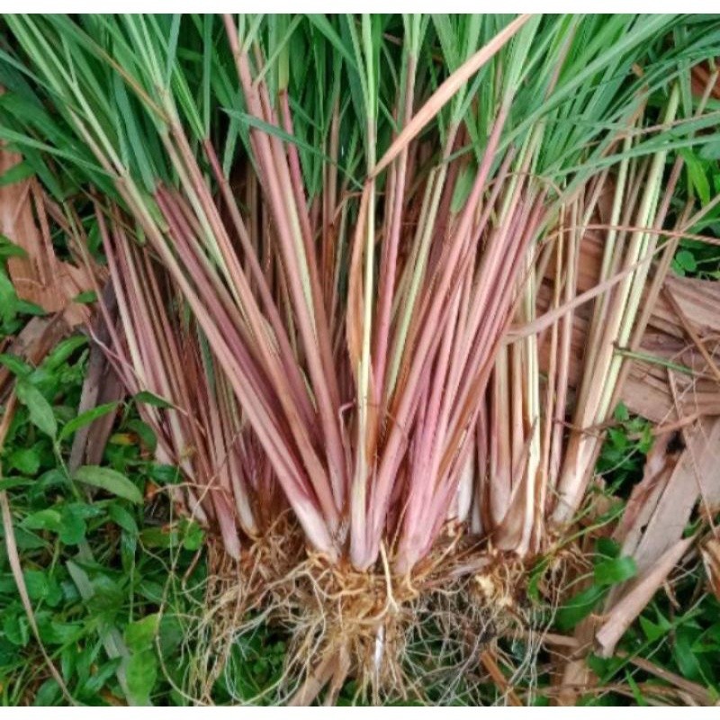 [COD] pohon sereh wangi/sereh merah 1kg