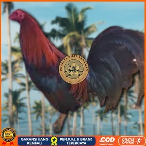 

telur ayam philipin import AK47 bisa untuk di tetaskan PRADITA BIBIT TANAMAN