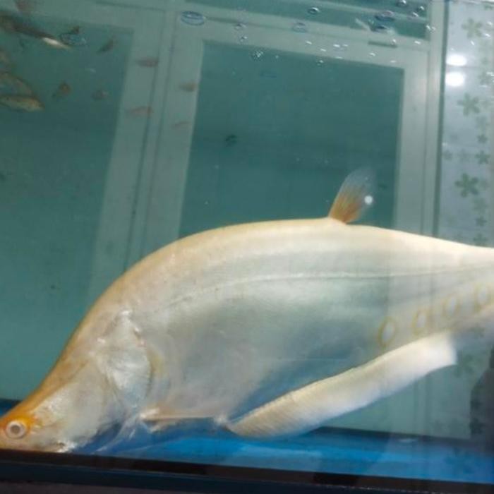 hiasan aquarium ikan belida albino super jumbo
