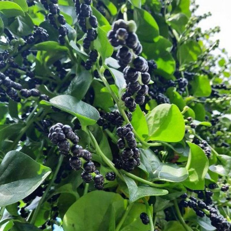 Promo 200 biji Buah angkung segar / biji angkung fres buah binahong(obat struk) ,