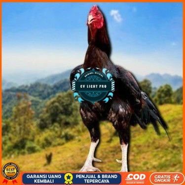 

telur ayam cos shamo ori bisa untuk di tetaskan CV LIGHT PRO