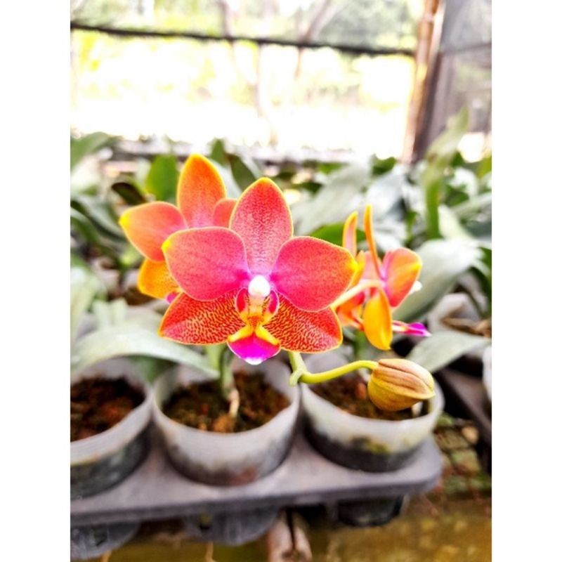 (PROMO BISA COD) anggrek dendrobium orange wangi spike terjamin