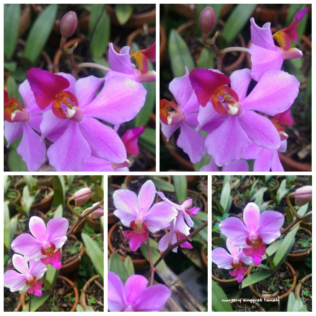 Anggrek Doritis Pulcharima Dewasa Siap Bunga