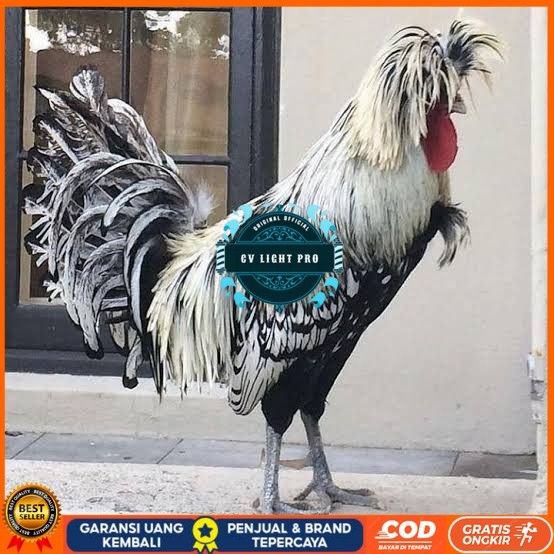

telur ayam poland hias siap ditetaskan - ayam polan CV LIGHT PRO