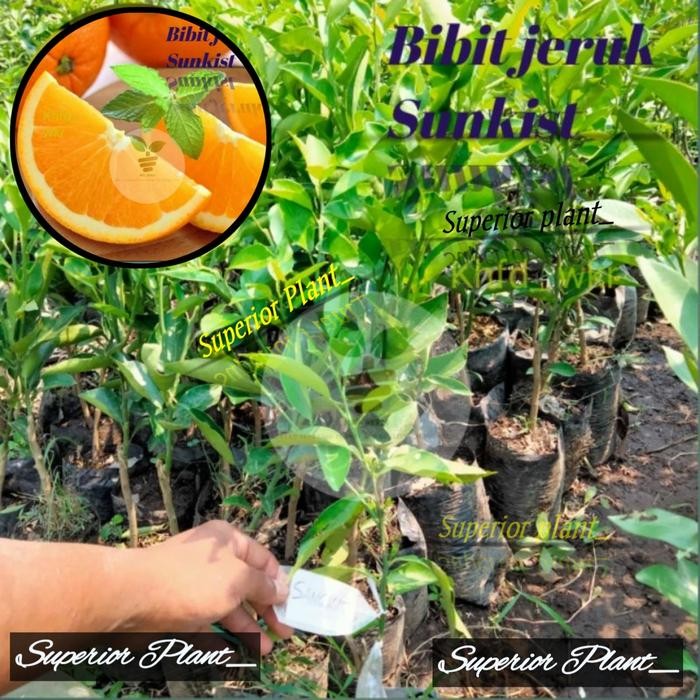 BIBIT JERUK SANKIST OKULASI JERUK SANKIS