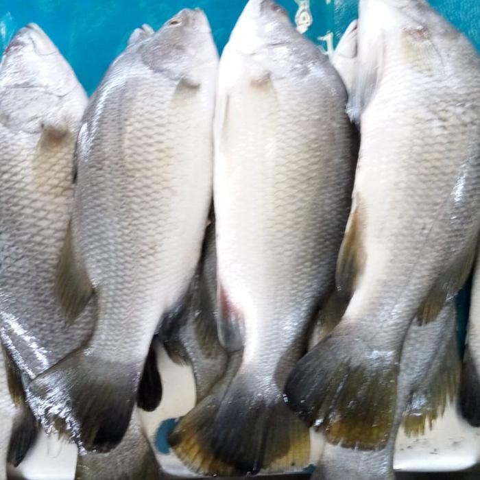 

Ikan Kakap Putih 500gr
