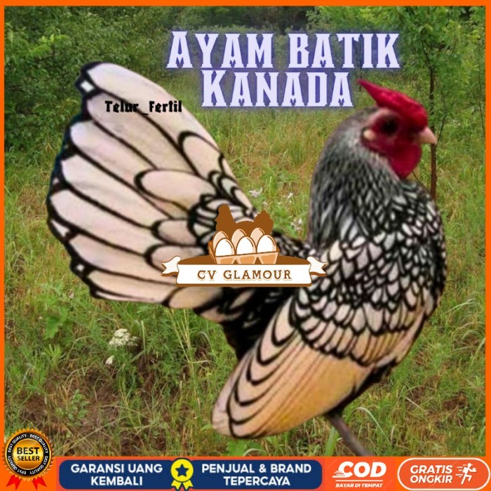 

telur ayam batik kanada / ayam kate hias untuk ditetaskan original berkualitas CV GLAMOUR
