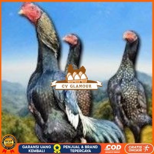 

telur tetas ayam shamo bangkok ori super garansi CV GLAMOUR