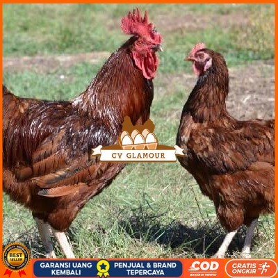 

Telur ayam rodhe island / telur ayam hias / telur fertil siap cod CV GLAMOUR