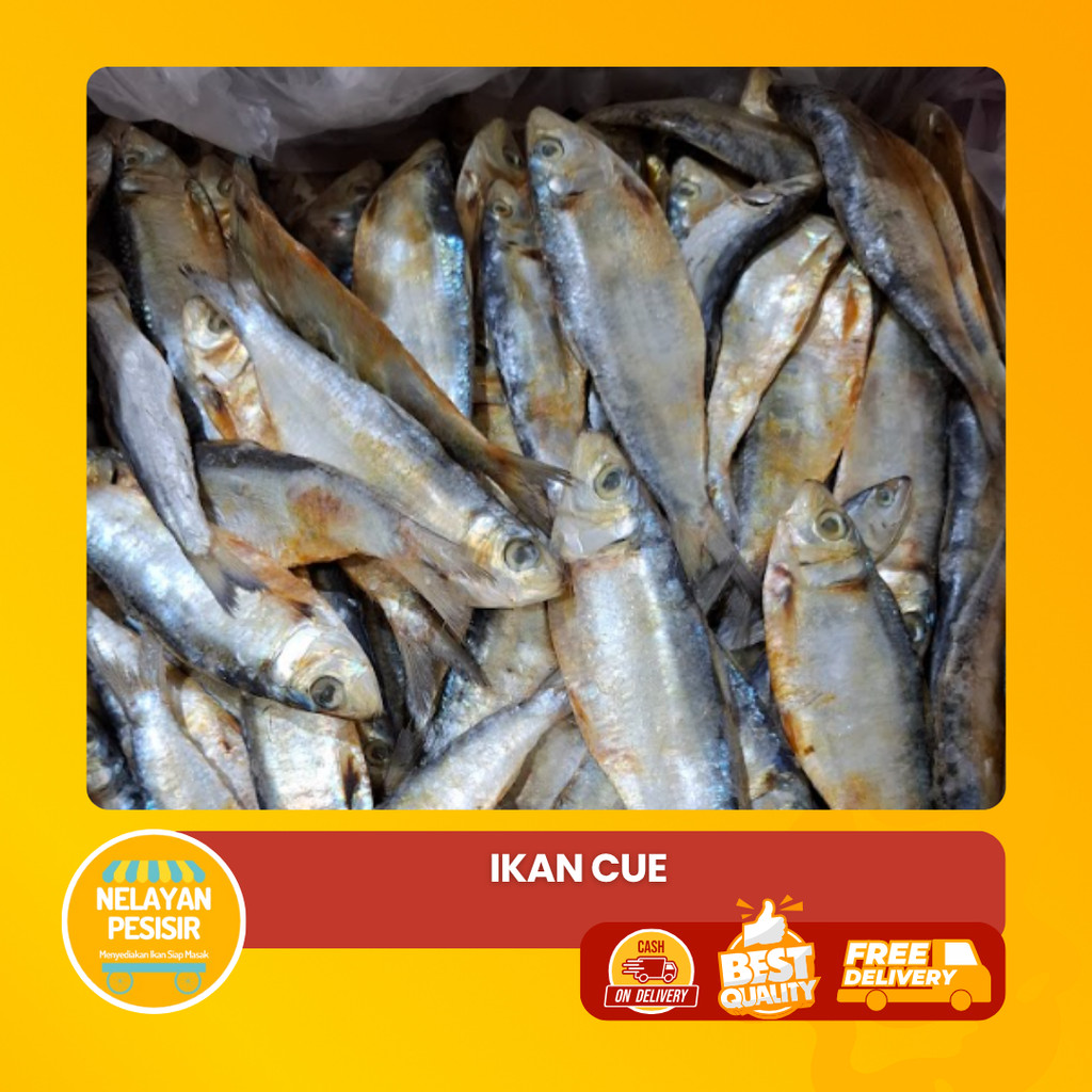 

Ikan Cue Segar Ukuran Besar Daging Tebal Gurih Alami Siap Masak Harian