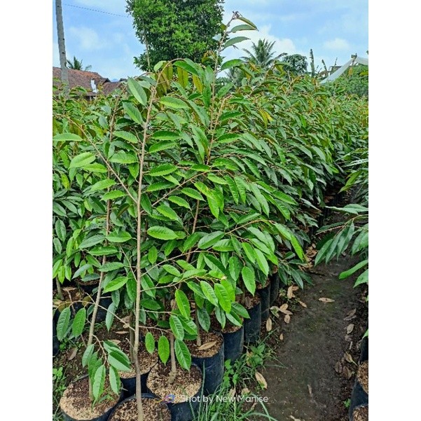 JAMIN MURAH Bibit Durian Bawor Superan (GRATIS PACKING KAYU)(BISA LANGSUNG ORDER)