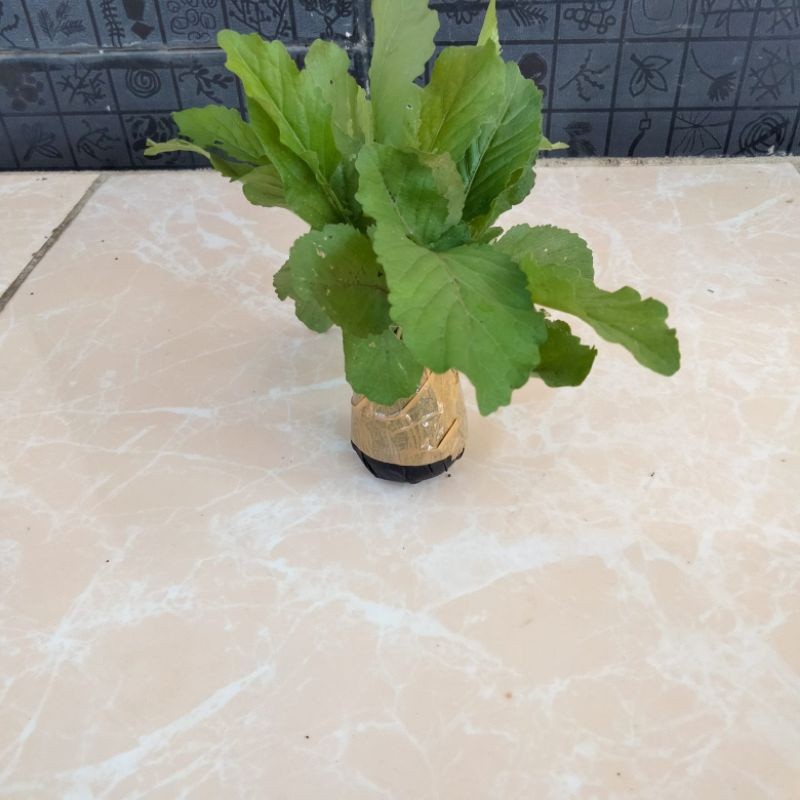 Korehcok Jual Bibit Tanaman Sawi Tanah