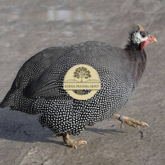

Telur ayam mutiara / telur ayam hias / telur fertil siap tetas KURNIA PRATAMA GROUP