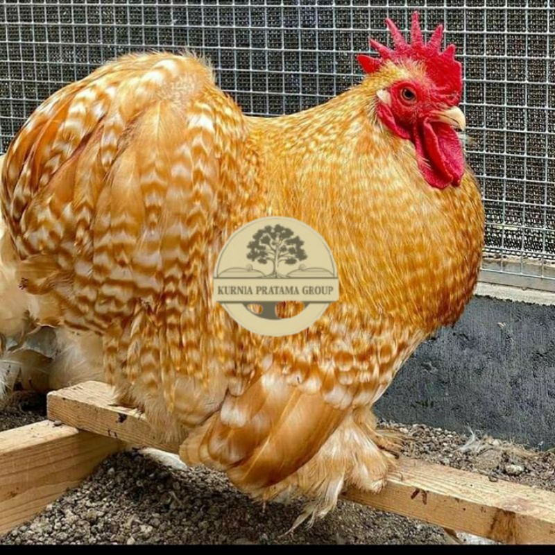 

TELUR AYAM BANTAM CHOCIN UNTUK DI TETASKAN KURNIA PRATAMA GROUP