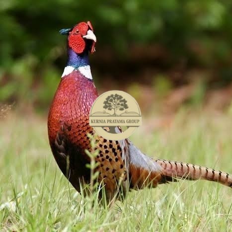

Telur ayam ringneck pheasant green / telur ayam hias fertil siap tetas KURNIA PRATAMA GROUP