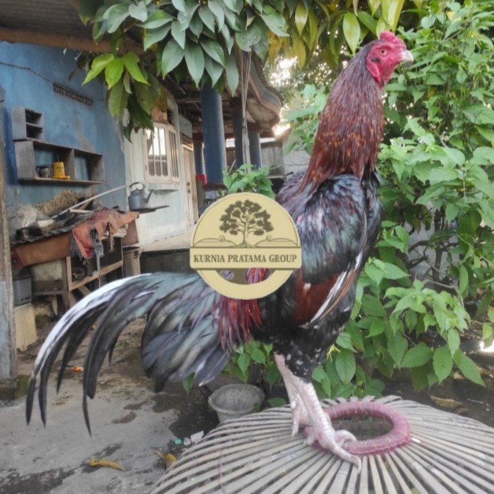 

Telur ayam bangkok birma fertil / ayam petarung aduan siap ditetaskan Langsung KURNIA PRATAMA GROUP