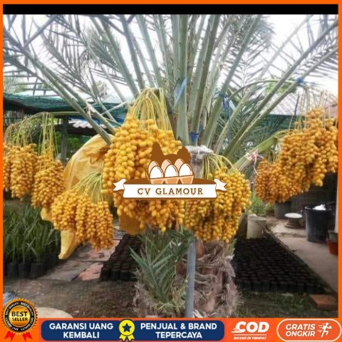 Bibit Pohon Kurma Tropis Jenis Ajwa / Bibit Buah Kurma Ajwa Asli Bibit Tanaman Super Unggul CV GLAMO
