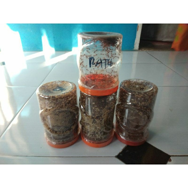 Bibit semut rangrang 1 paket : terdiri dari 3 toples bibit + 1 ratu siap ternak Co