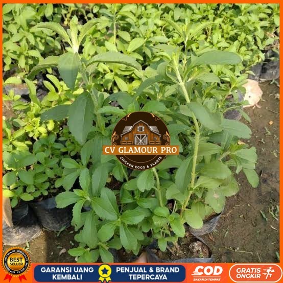 Dapat 5 Bibit Stevia Pengganti Gula | Bibit Daun Manis Stevia Bibit Tanaman Super Unggul CV GLAMOUR 