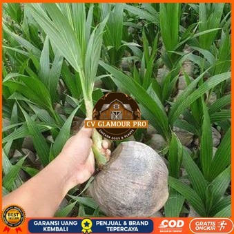 Bibit Kelapa Hibrida Hijau Jumbo Asli Bibit Tanaman Super Unggul CV GLAMOUR PRO