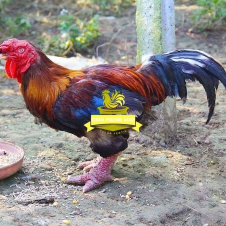 

Telur ayam dong tao / telur ayam hias / telur fertil siap cod KURNIA PRATAMA ABADI