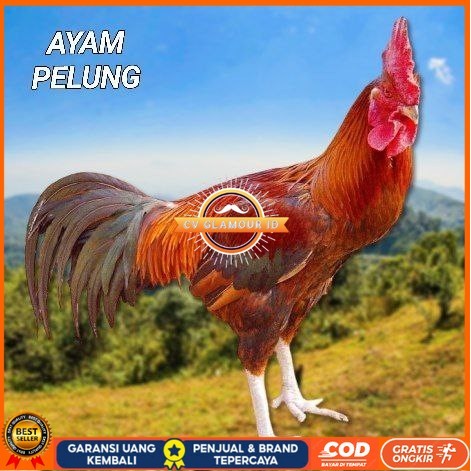 

telur ayam pelung jumbo super untuk di tetaskan CV GLAMOUR ID